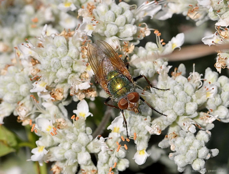 Rhyncomya sp. (Calliphoridae), maschio